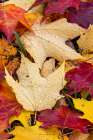 Autumn leaves, Oldham County, Kentucky Art Print